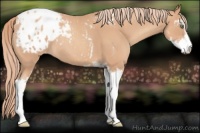 Horse Color:Gold Champagne Roan Sabino Appaloosa 