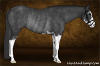 Horse Color:Black Sabino Rabicano 