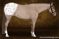 Horse Color:Classic Champagne Roan Appaloosa