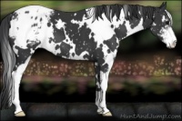 Horse Color:White Spotted Black Sabino Appaloosa 