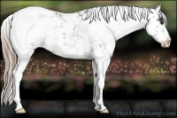 Horse Color:Liver Chestnut Sabino Appaloosa Rabicano