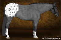 Horse Color:Blue Roan Appaloosa 