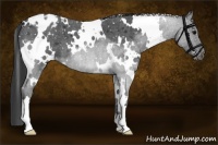 Horse Color:White Spotted Blue Roan Snowflake Varnish 