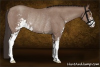 Horse Color:Classic Champagne Roan Sabino Rabicano 