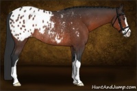 Horse Color:Brown Sabino Appaloosa Rabicano 