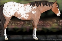 Horse Color:Bay Roan Sabino Appaloosa