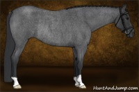 Horse Color:Blue Roan Rabicano