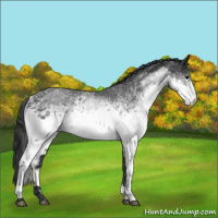 Horse Color:White Spotted Blue Roan 