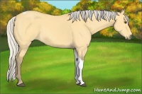 Horse Color:Silver Buckskin Dun Tobiano 