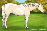 Horse Color:Palomino Dun Tobiano 