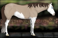 Horse Color:Liver Red Dun Splash 