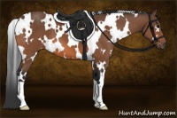 Horse Color:White Spotted Bay 