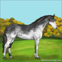 Horse Color:White Spotted Liver Red Roan 