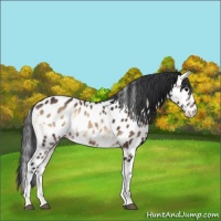Horse Color:White Spotted Bay Onyx Leopard 