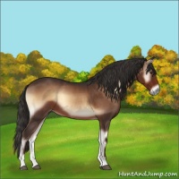 Horse Color:Liver Red Onyx 