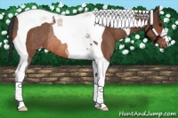 Horse Color:Bay Tobiano Appaloosa Rabicano