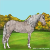 Horse Color:Liver Red Dun Ice Mushroom Sabino 
