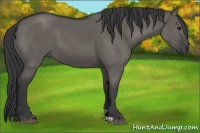 Horse Color:Grullo 
