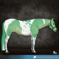 Horse Color:Watercolor Bay Dun Tobiano