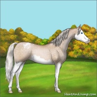 Horse Color:Silver Buckskin Pearl Splash Appaloosa 