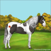 Horse Color:Smoky Black Splash Tobiano