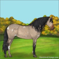 Horse Color:White Spotted Brown Dun 