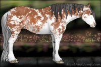Horse Color:Bay Sabino 