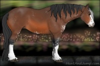 Horse Color:Bay Sabino 
