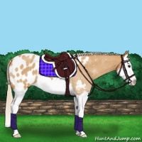 Horse Color:Palomino Roan Splash Appaloosa 