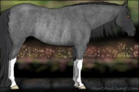 Horse Color:Blue Roan Rabicano 