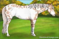 Horse Color:Silver Amber Champagne Frame Appaloosa 