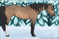 Horse Color:Bay Dun Rabicano 