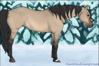 Horse Color:Bay Dun Rabicano 