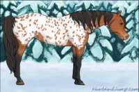 Horse Color:Bay Appaloosa 