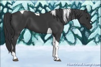 Horse Color:Black Tobiano 