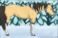 Horse Color:Buckskin Tobiano 