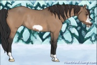 Horse Color:Brown Dun Frame Rabicano