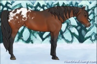 Horse Color:Brown Appaloosa