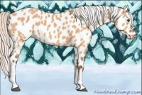Horse Color:Silver Bay Dun Appaloosa 