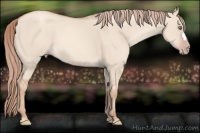 Horse Color:Gold Champagne Dun