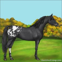 Horse Color:Blue Roan Appaloosa 