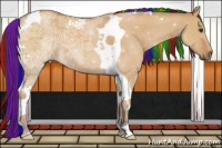 Horse Color:Painted Buckskin Ice Dun Tobiano 