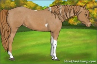 Horse Color:Chestnut Tobiano Appaloosa 