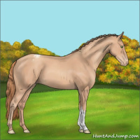 Horse Color:Gold Champagne Appaloosa 