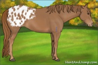 Horse Color:Chestnut Appaloosa 