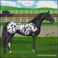 Horse Color:Black Appaloosa 