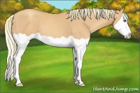 Horse Color:Gold Champagne Splash