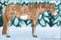 Horse Color:White Spotted Chestnut Frame 