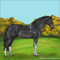 Horse Color:Black Tobiano Rabicano 
