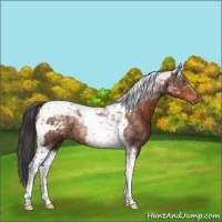Horse Color:Buckskin Tobiano Rabicano